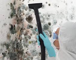 Best Black Mold Removal  in East Freehold, NJ